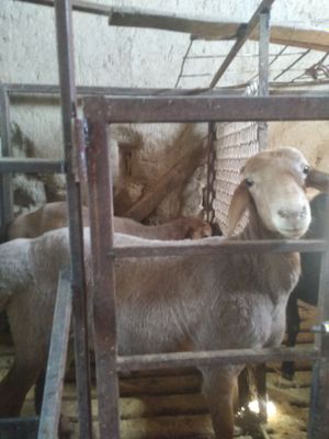 Qo'chqorlar qoylar sotiladi