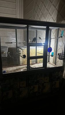 Продается канарейки с 2 клетками
