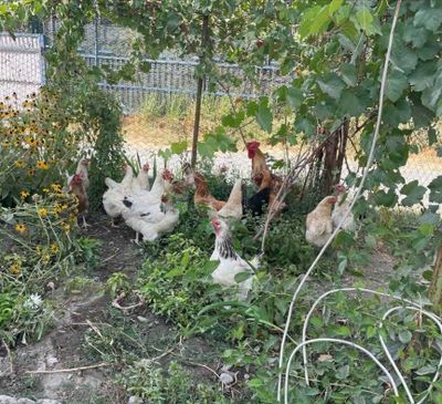 Товук сотилади, продаётся куры