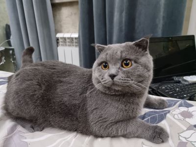 Вязка котов — приглашается невеста! Не продается! Только вязка!