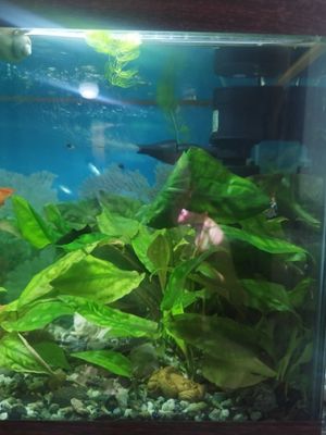 Продам 6 больших кустов криптокарины.