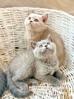 British shorthair