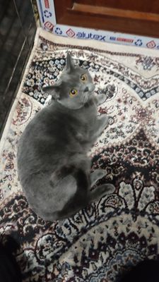 Mushuk sotiladi britanski
