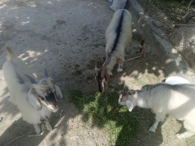 Echkilar sotiladi 2 ta bola echki 1 ta ona echki zodli