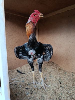 13 oylik jo'ja xo'roz sotiladi