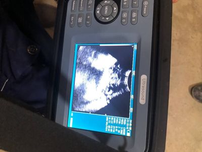 Xayvonlarning uzi aparati, ultrasound, узи