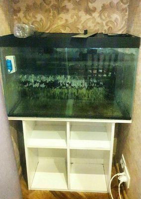 Продам аквариум с тумбой(можно без тумбы).110л.Ст.6 мм.Размер 79×28×50
