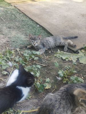 Отдам котят в хорошие руки