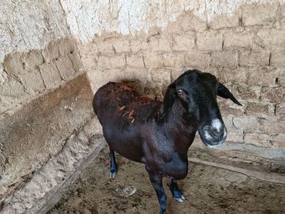 Ona qoy sotiladi