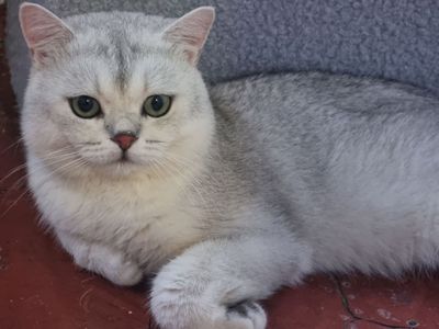 Мушик сотилад 2 еош