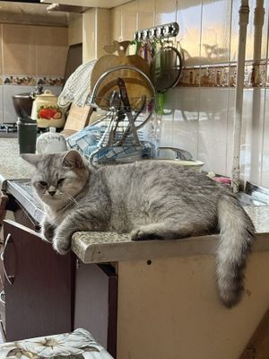 Срочний Британский шиншила сотилади!