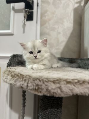 Котенок шиншилла