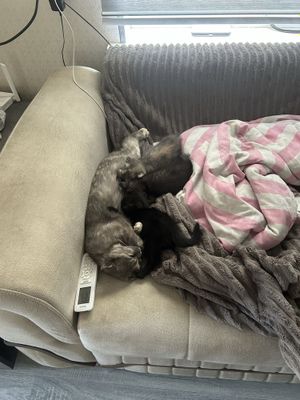 Вислоухие котята