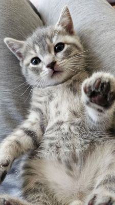 Продаётся котёнок