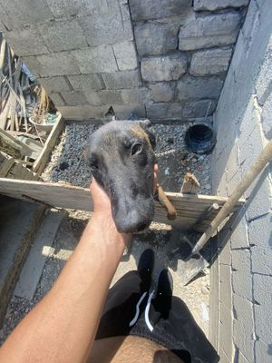 БЕЛГИЙСКИЙ МАЛИНУЙ AFCHALKA ZOTI TOZA bemalol ozilar korib olasilar sh