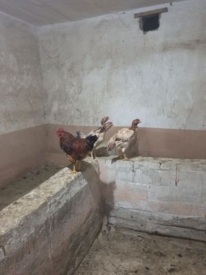 Xonaki Tovuq sotiladi