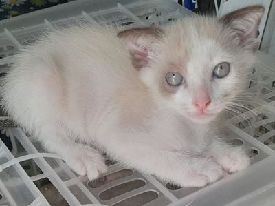 Котята веслоухие
