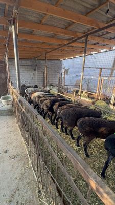 Qoylar sotiladi
