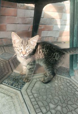 Отдам милых котят в хорошие руки