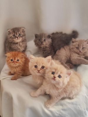 Продаются котята