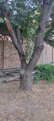 Ўрик дарахти сотилади