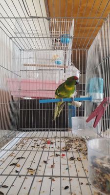 Какарики новозиланский