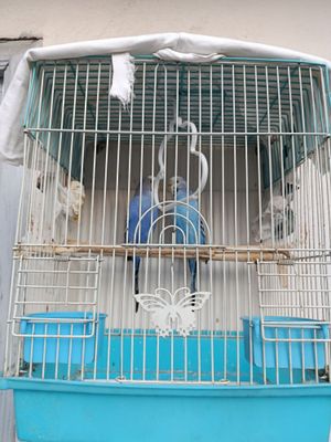 Волнистые попугаи