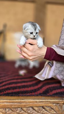 Скотиш флод шиншила сотилади