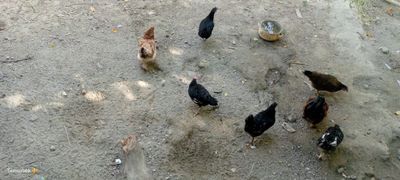 Xonaki tovuqlar sotiladi