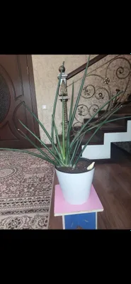 Сансеверия очень красивия, неприхотливая растения