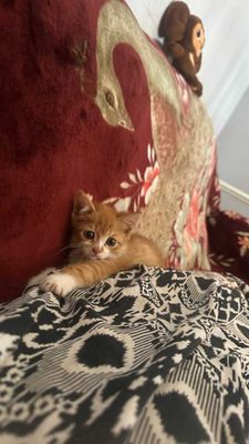 Котенок 2 месяца, мальчик, породистый