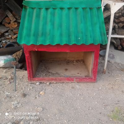 Кучука уйча сотилади