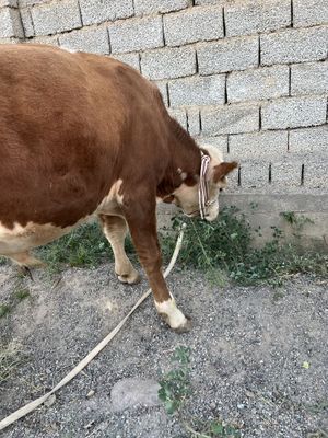 7oyliy buqacha sotiladi ishtahalari zor
