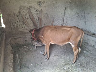 Buqacha sotiladi