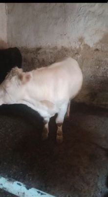 srochno sotiladi sigir