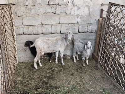 Ona bacha echki sotiladi
