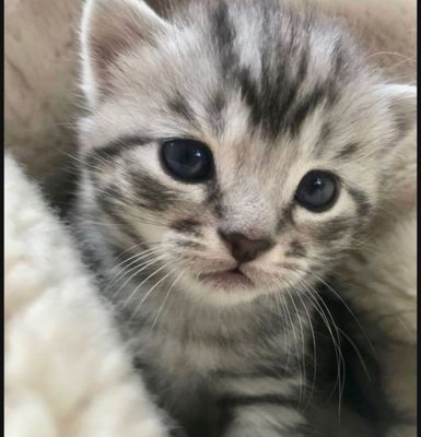 British shorthair