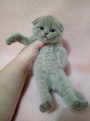 продажа котят скоттиш фолд и страйт