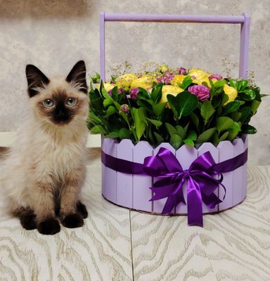 Сладкий сиамский породистый котенок, мальчик. День рождения 23 февраля