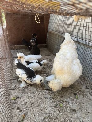Yapon tovuq va joʻjalari sotiladi.