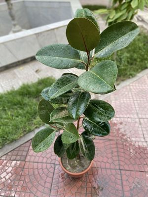 Фикус хороший крепкий