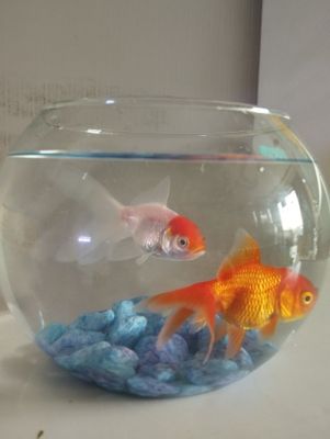 Timoloq akvarium sotiladi