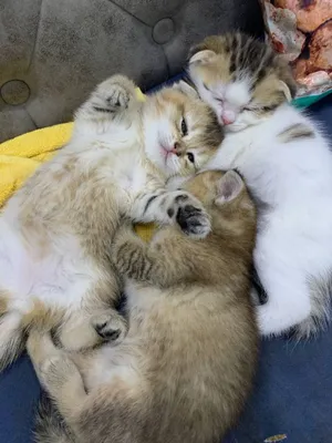 Продается британский золотые шиншилы