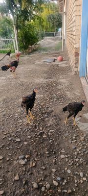 kulangi tovuq xoʻrozlar sotiladi.