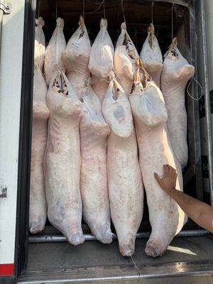 Qoʻy GOʻshti 72.000 soʻmdan 17 kg dan 30 kg gacha