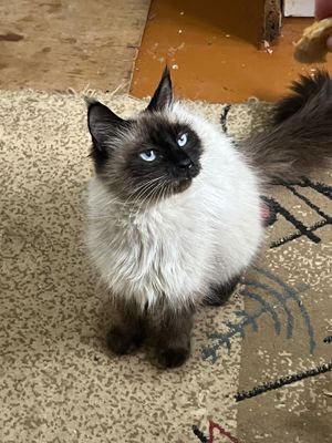 Продается Кошка с котятами