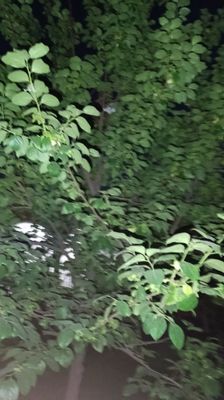 Yengi o'zbekistonda 32 sotux yer srochna sotiladi