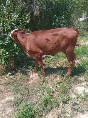 Simental buzoq sotiladi.