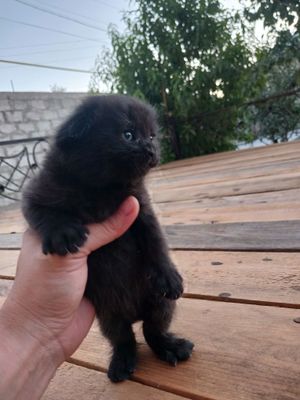 Продам котят чистокровный веслоухий британец