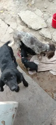 Продаются щенки русского спаниеля